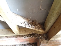 Dirty bird has built nest and shat (extensively) on the wooden beams of my car port - how to clean (pictures)