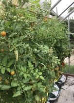 Allotment?Veg Patch Thread 13! Are we weathering the weather?