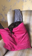 To ask on this dreary bank holiday Monday for your pet photos?