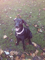 To think Mumsnet don’t approve of any dog?