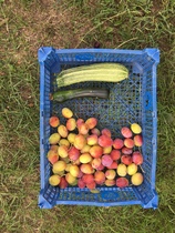 Allotment/Veg Patch Thread 12! Plotmenters hoping for better weather