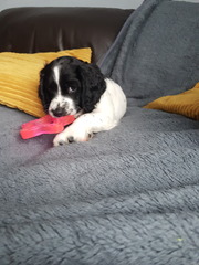 Anyone getting a puppy in the next few weeks?