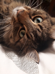 Tabby appreciation thread (with pics)