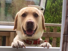 Tell me about your Labrador