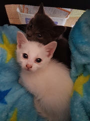 Can you name our lovely new girls?