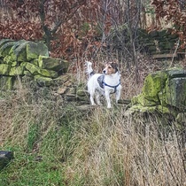 Share your best tips for Terrier owners