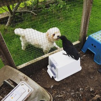 Aibu to get a puppy cavachon?