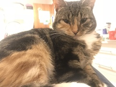 Tabby appreciation thread (with pics)