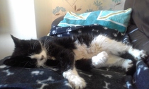 I want to show off my cat please