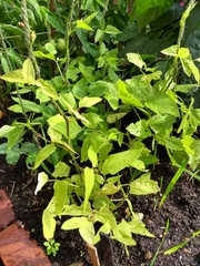 Allotment?Veg Patch Thread 13! Are we weathering the weather?