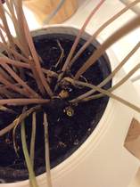 What are these things near the stalk of my plant?