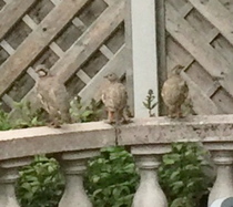 Swagger Inn 157 - Take me dancing naked in the rain.... I wish