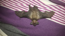 What the fuck is this animal on my wall?? I  am terrified