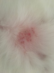 My cat is itching - any idea ? Photo included