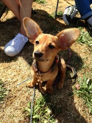 Potential puppy farmed 'pure' Daschund