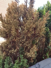 Please help tree dying top down