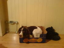 Daft things your pets do