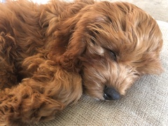 To think Mumsnet don’t approve of any dog?