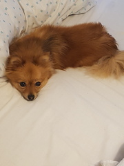 Is my dog the cutest??