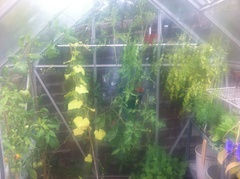 Allotment?Veg Patch Thread 13! Are we weathering the weather?