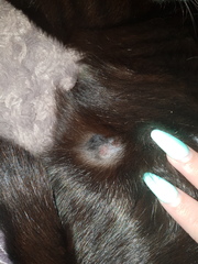 Can anyone advise what this could be on kittens leg?