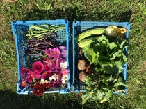 Allotment/Veg Patch Thread 12! Plotmenters hoping for better weather