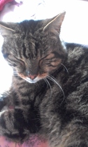 I want to show off my cat please
