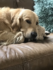 To ask on this dreary bank holiday Monday for your pet photos?