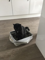 Happy International Cat Day!