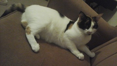 Getting A New Rescue Cat, Excited!