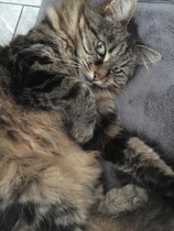 Tabby appreciation thread (with pics)