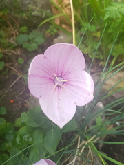 Flower identification help please