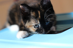 To think my new kitten is far too Cute?
