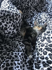Tabby appreciation thread (with pics)