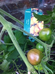 Allotment?Veg Patch Thread 13! Are we weathering the weather?