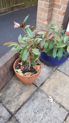 Think neighbour poisoned our plant!