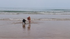 What crossbreed dogs would you like to see ?