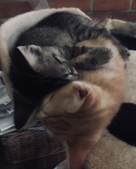 Letting cats outside