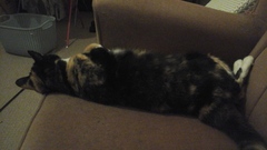 Getting A New Rescue Cat, Excited!