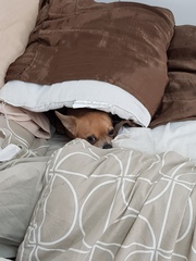 Is my dog the cutest??
