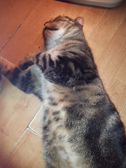 Tabby appreciation thread (with pics)