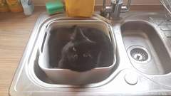 Happy Black Cats Appreciation day!