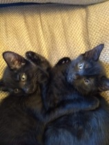What's your DCat up to today? (Thread 7!)