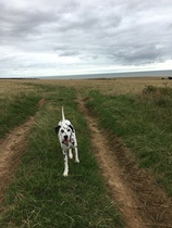 To ask on this dreary bank holiday Monday for your pet photos?
