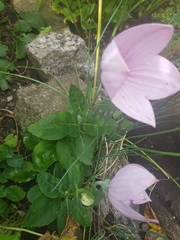 Flower identification help please