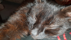 Cats are like elephants