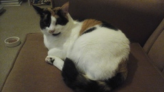 Getting A New Rescue Cat, Excited!