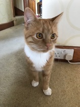 Help naming new ginger kitten