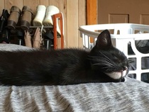 Are all kittens boring?