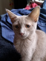 Names for cats
